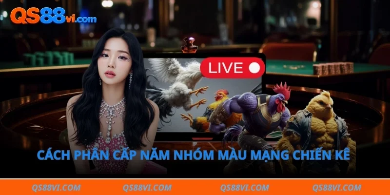Cách phân cấp năm nhóm màu mạng chiến kê chuẩn phong thủy 